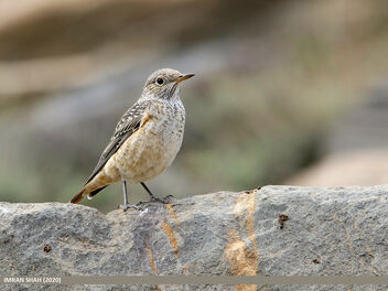 Rufous-tailed Rock-thrush (Monticola saxitilis) - image #488451 gratis